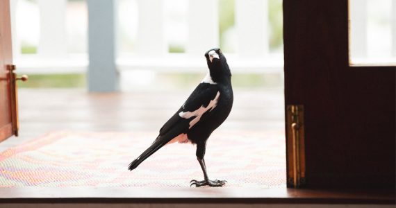 First home buyer numbers have halved: is it time to swoop in?