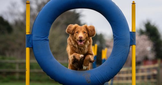 Mortgage serviceability: how to jump through the hoops