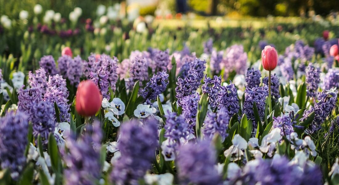 Property market set to blossom this spring